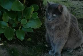 Alerte Disparition Chat croisement  Femelle , 1 ans Brest France