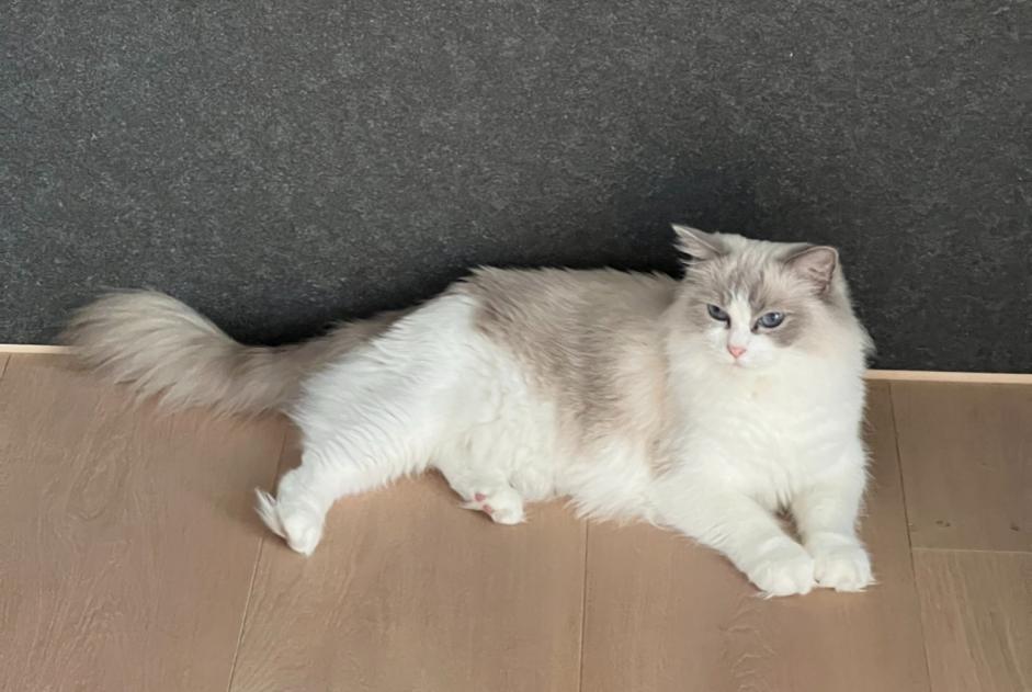 Alerte Disparition Chat  Femelle , 6 ans Villefontaine France