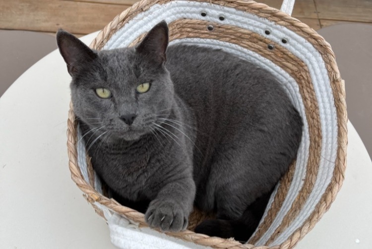 Alerte Disparition Chat Mâle , 12 ans Saint-Estève France
