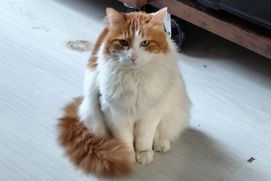 Alerte Disparition Chat croisement  Mâle , 11 ans Gaillac France