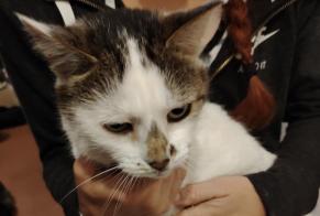 Alerte Découverte Chat Femelle Morogues France