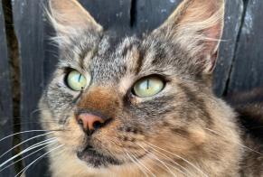 Alerte Disparition Chat croisement  Mâle , 7 ans La Baconnière France