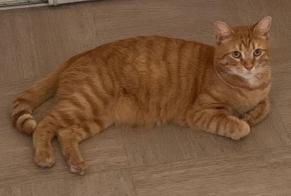 Alerte Disparition Chat  Mâle , 7 ans Évreux France