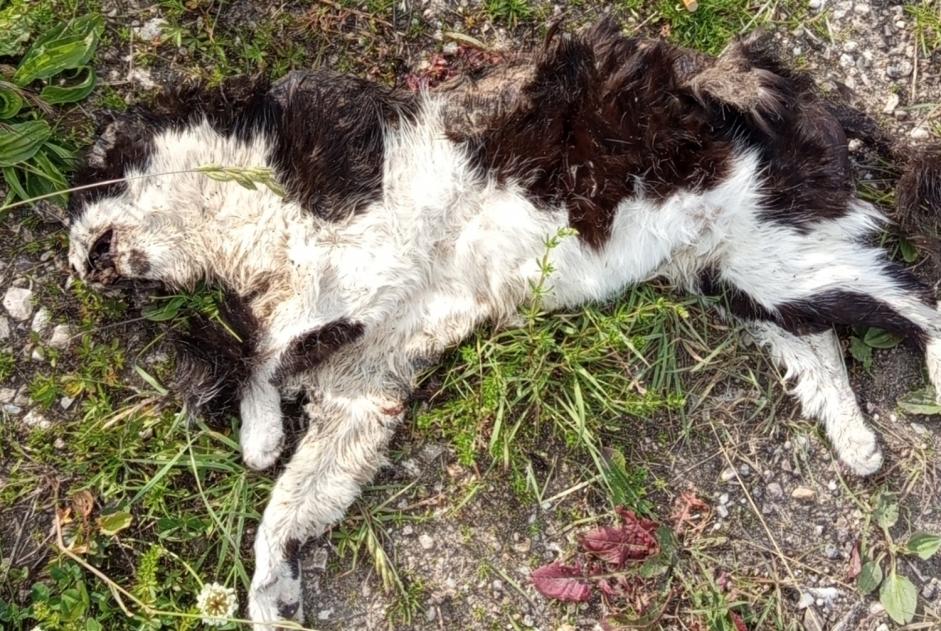 Alerte Découverte Chat Inconnu Metz France