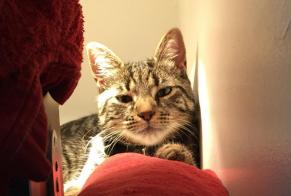 Alerte Disparition Chat Mâle , 11 ans Saint-Quentin France