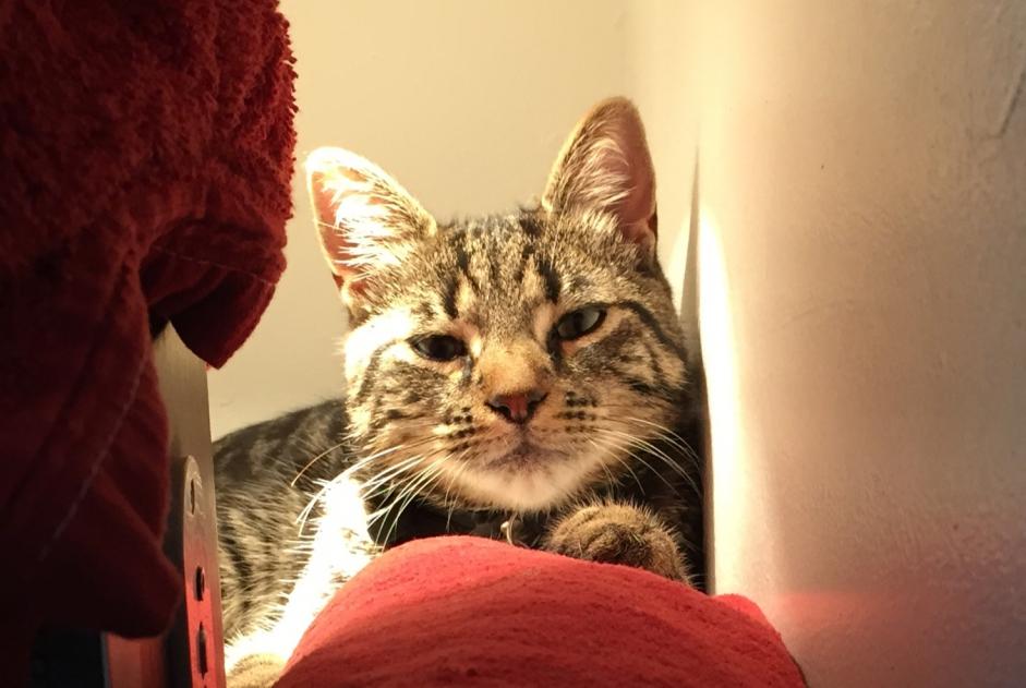 Alerte Disparition Chat Mâle , 11 ans Saint-Quentin France