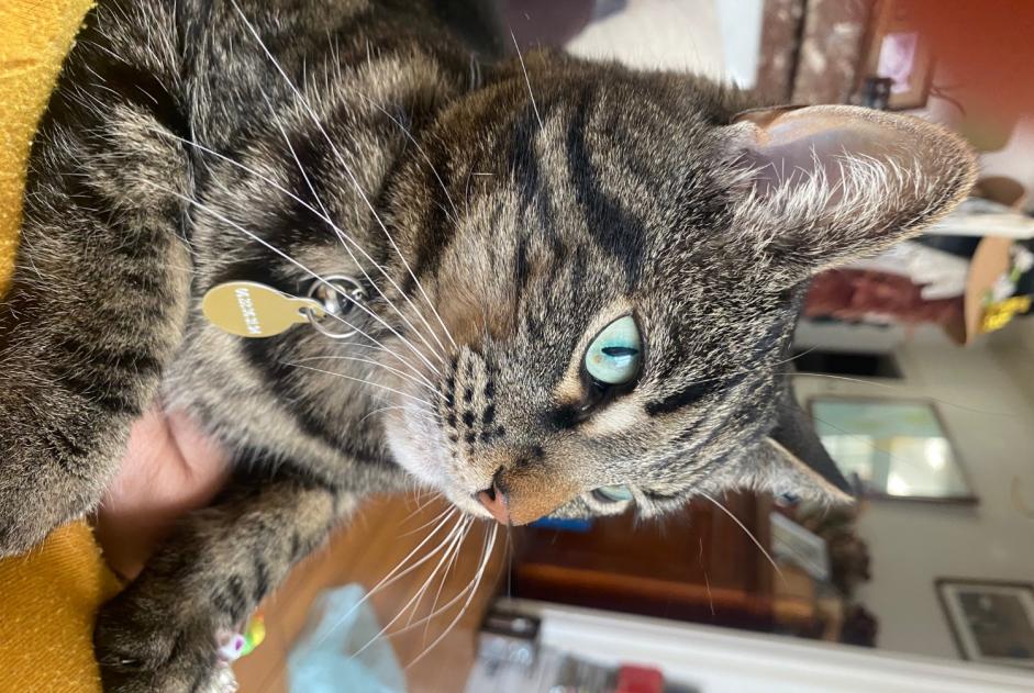 Alerte Disparition Chat Mâle , 11 ans Saint-Quentin France