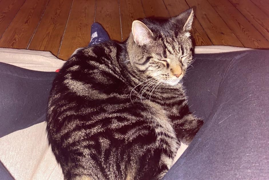 Alerte Disparition Chat Mâle , 11 ans Saint-Quentin France
