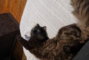 Alerte Disparition Chat Mâle , 1 ans Romanèche-Thorins France