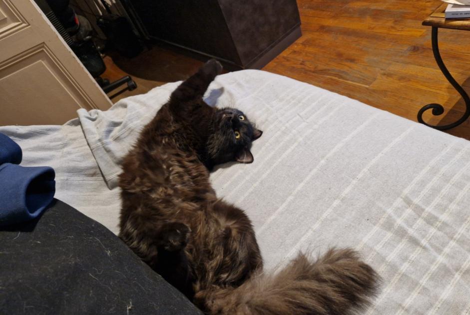 Alerte Disparition Chat Mâle , 1 ans Romanèche-Thorins France