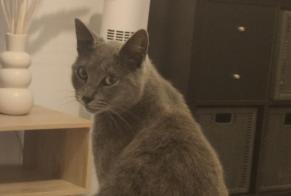 Alerte Disparition Chat  Mâle , 4 ans La Châtre France