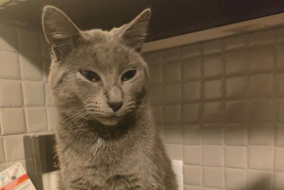 Alerte Disparition Chat  Mâle , 4 ans La Châtre France