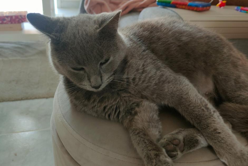 Alerte Disparition Chat  Mâle , 4 ans La Châtre France