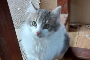 Alerte Disparition Chat croisement  Mâle , 1 ans Fontenoy France