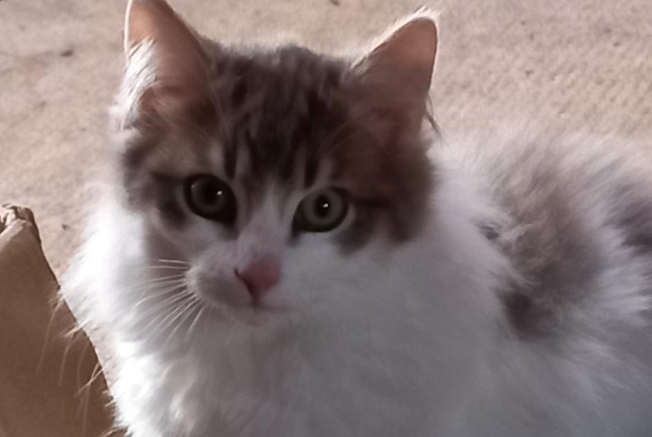 Alerte Disparition Chat croisement  Mâle , 1 ans Fontenoy France