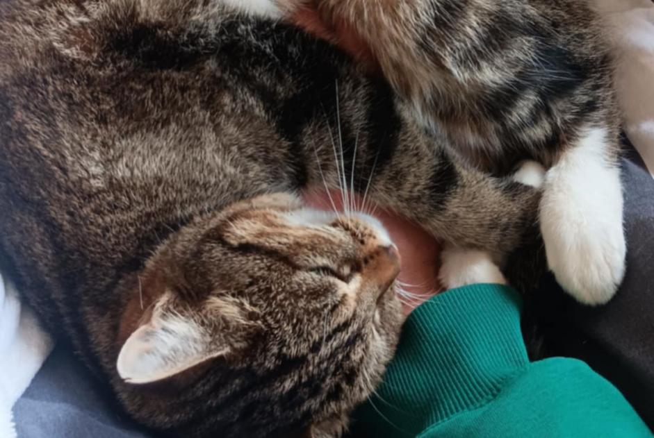 Alerte Disparition Chat  Femelle , 31 ans Blangy-sur-Bresle France