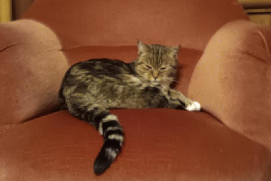 Alerte Disparition Chat  Femelle , 31 ans Blangy-sur-Bresle France