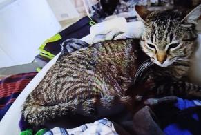 Alerte Disparition Chat  Femelle , 1 ans Saint-Jean-du-Falga France