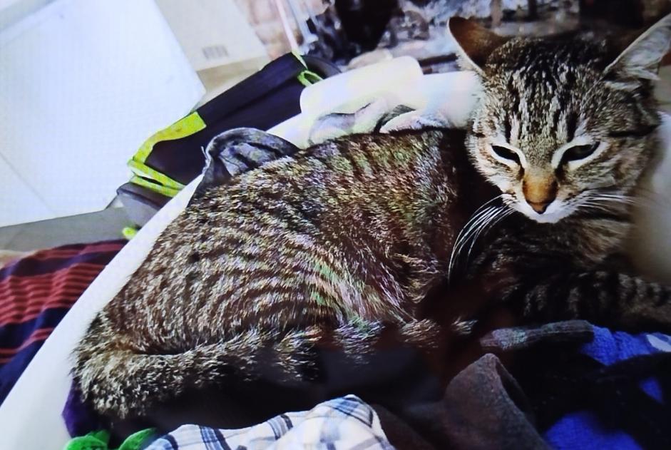 Alerte Disparition Chat  Femelle , 1 ans Saint-Jean-du-Falga France