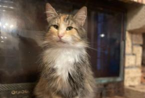 Alerte Disparition Chat  Femelle , 0 ans 1868 Collombey Suisse