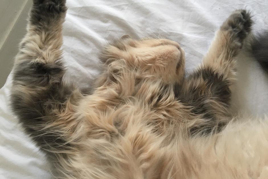 Alerte Disparition Chat croisement  Femelle , 11 ans Andernos-les-Bains France