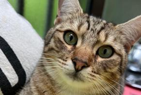 Alerte Disparition Chat croisement  Mâle , 1 ans Cruseilles France
