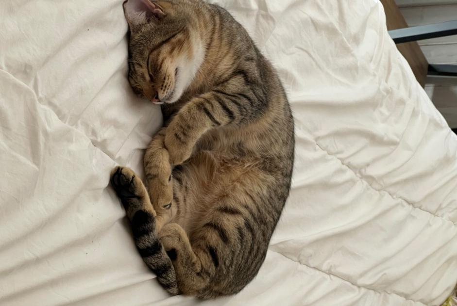 Alerte Disparition Chat croisement  Mâle , 1 ans Cruseilles France
