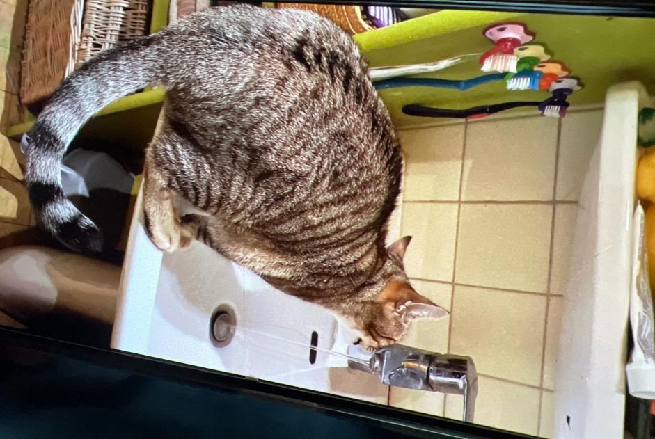 Alerte Disparition Chat croisement  Mâle , 1 ans Cruseilles France
