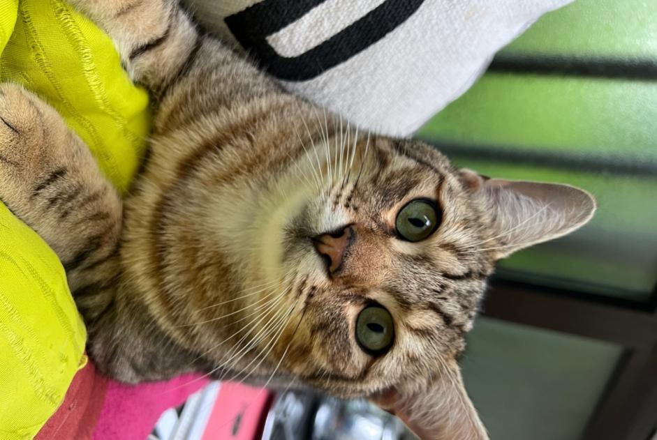 Alerte Disparition Chat croisement  Mâle , 1 ans Cruseilles France