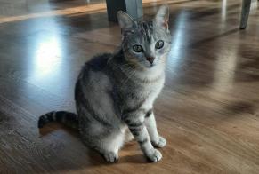 Alerte Disparition Chat Femelle , 4 ans Liézey France