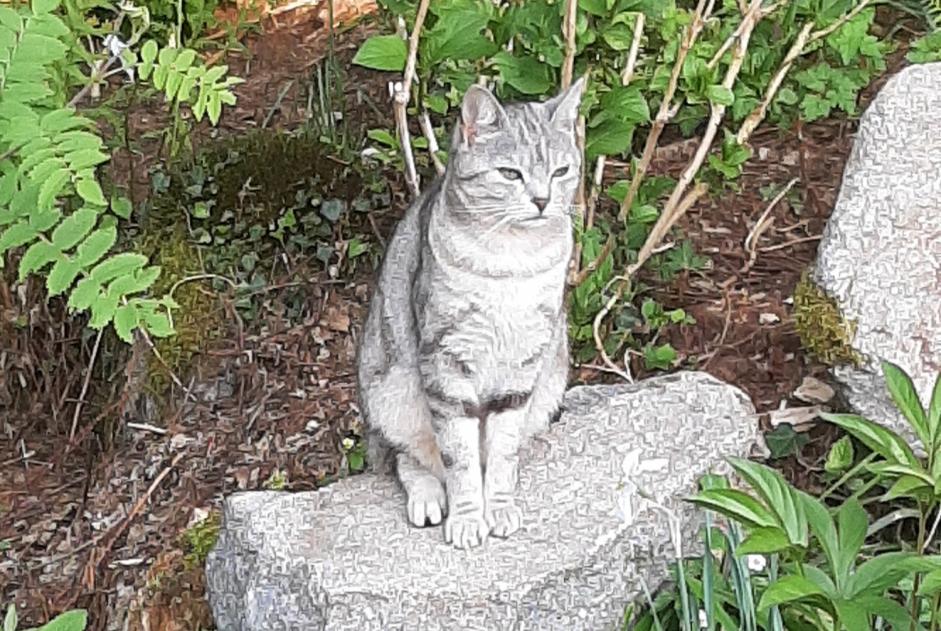 Alerte Disparition Chat Femelle , 4 ans Liézey France
