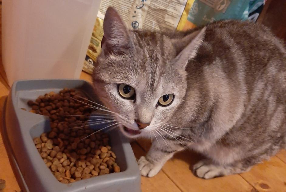 Alerte Disparition Chat Femelle , 4 ans Liézey France