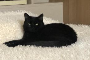 Alerte Disparition Chat  Femelle , 5 ans Saint-Yrieix-sur-Charente France