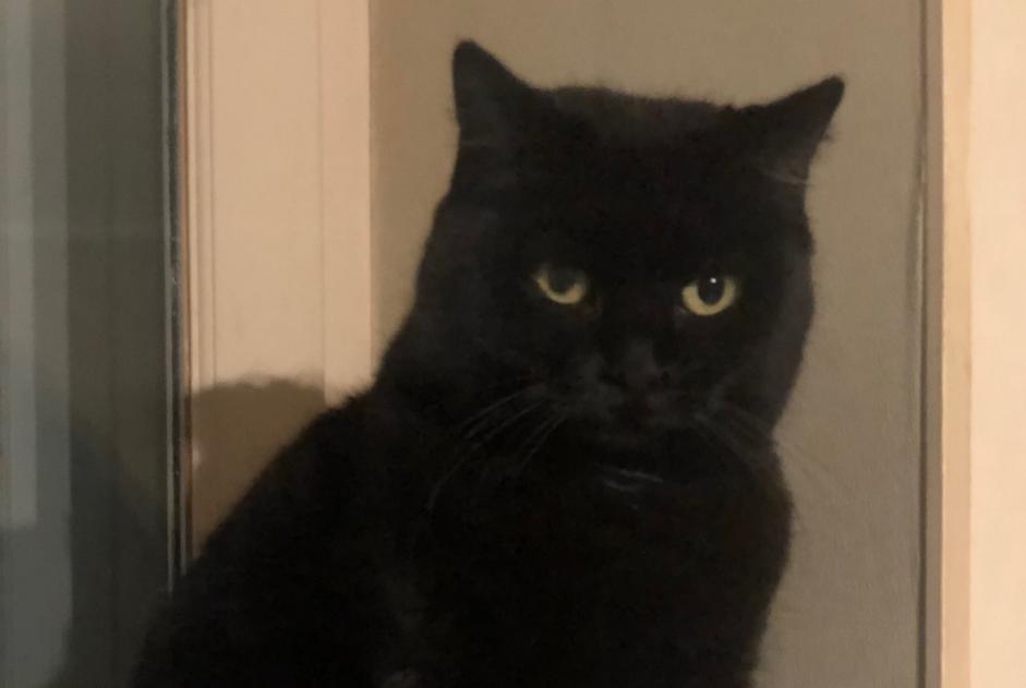 Alerte Disparition Chat  Femelle , 5 ans Saint-Yrieix-sur-Charente France