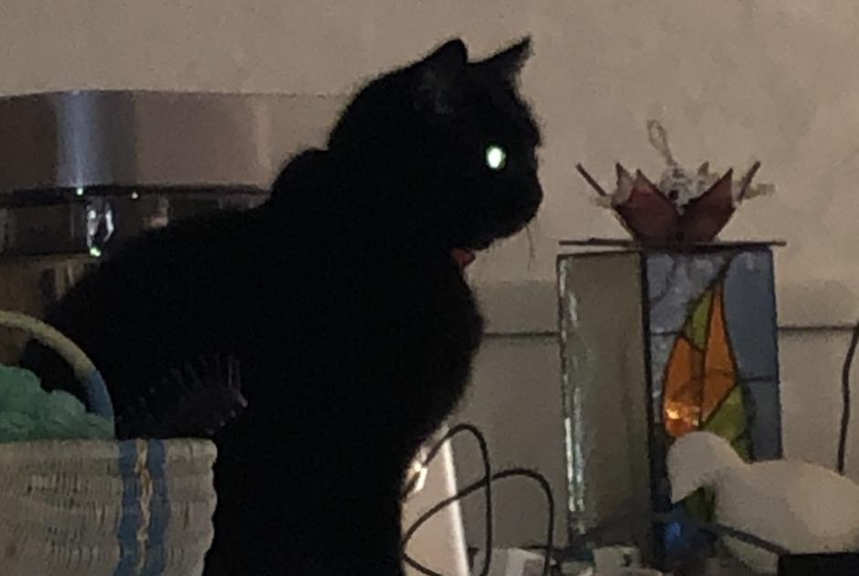 Alerte Disparition Chat  Femelle , 5 ans Saint-Yrieix-sur-Charente France
