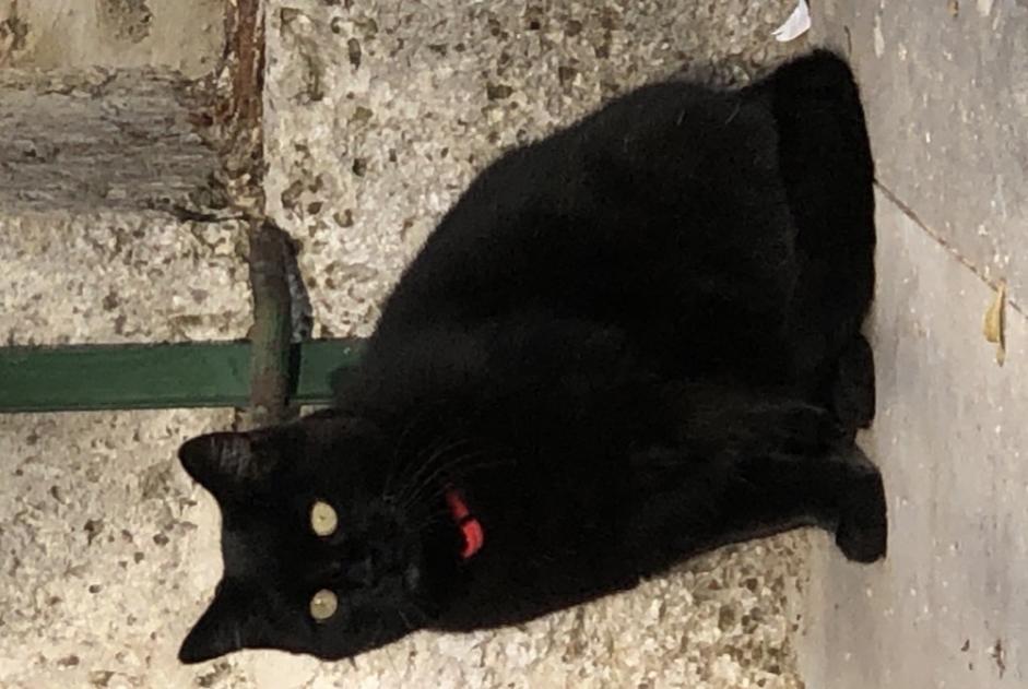 Alerte Disparition Chat  Femelle , 5 ans Saint-Yrieix-sur-Charente France