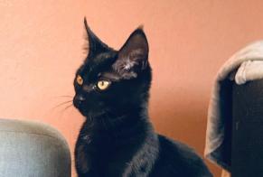 Alerte Disparition Chat croisement  Femelle , 4 ans Gragnague France