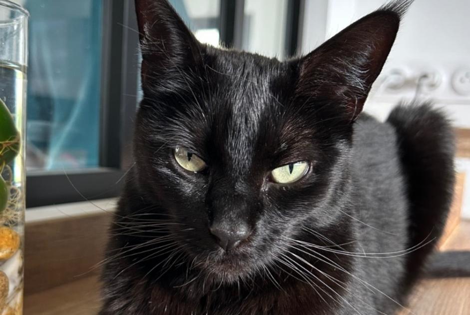 Alerte Disparition Chat croisement  Femelle , 4 ans Gragnague France