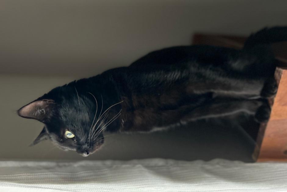 Alerte Disparition Chat croisement  Femelle , 4 ans Gragnague France
