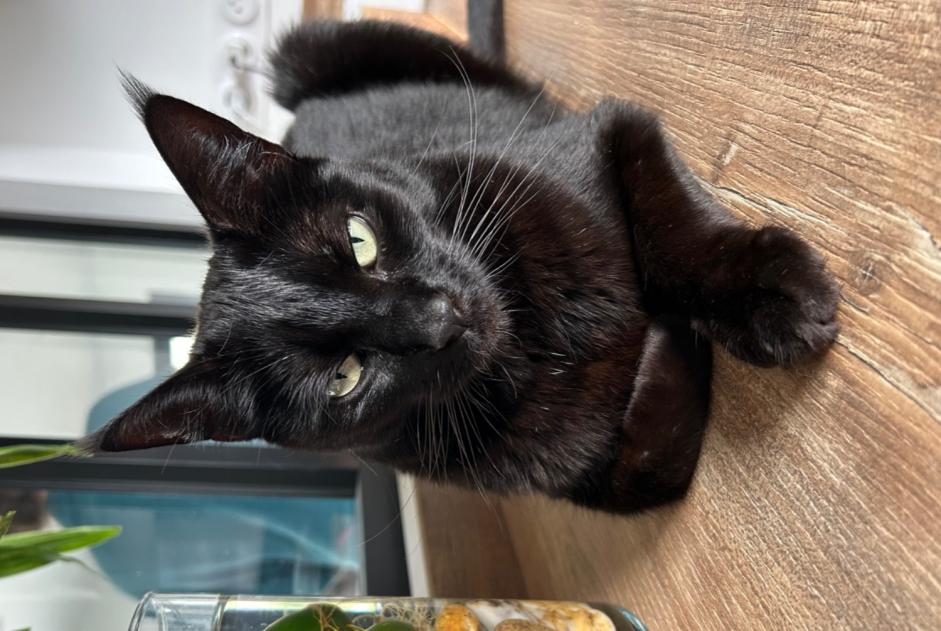 Alerte Disparition Chat croisement  Femelle , 4 ans Gragnague France