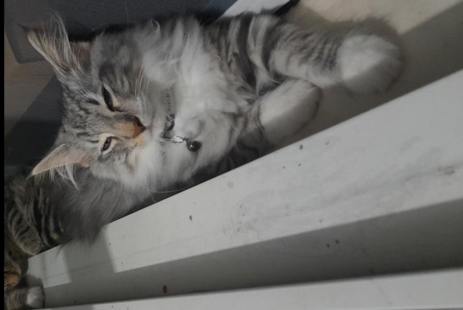Alerte Disparition Chat  Femelle , 1 ans Échirolles France
