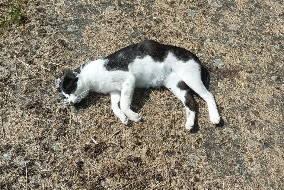 Alerte Découverte Chat Inconnu Saint-Barthélemy-d'Anjou France