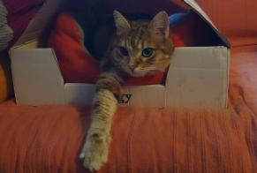 Alerte Disparition Chat  Femelle , 3 ans Drancy France