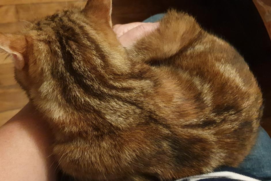 Alerte Disparition Chat  Femelle , 3 ans Drancy France