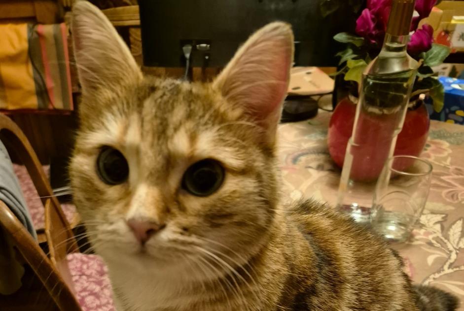 Alerte Disparition Chat  Femelle , 3 ans Drancy France