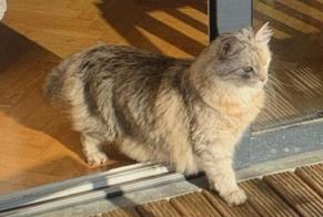 Alerte Disparition Chat croisement  Femelle , 7 ans Émerainville France