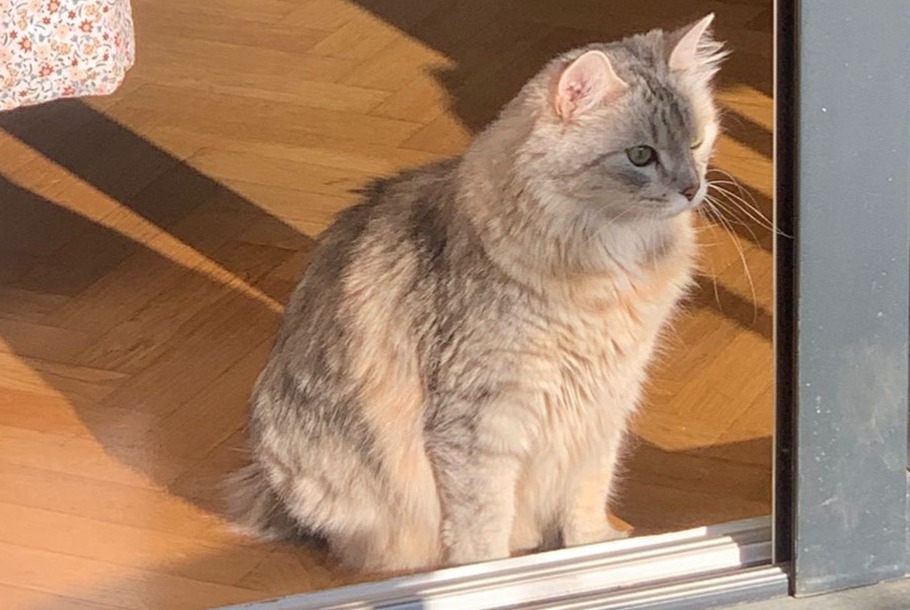 Alerte Disparition Chat croisement  Femelle , 7 ans Émerainville France
