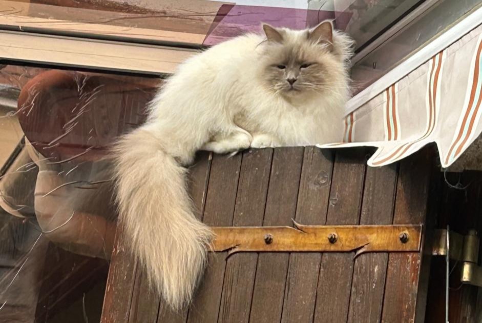 Alerte Disparition Chat  Mâle , 4 ans Rueil-Malmaison France
