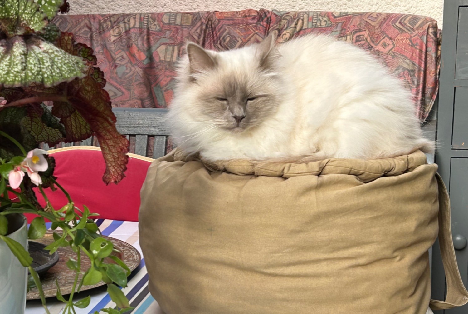 Alerte Disparition Chat  Mâle , 4 ans Rueil-Malmaison France