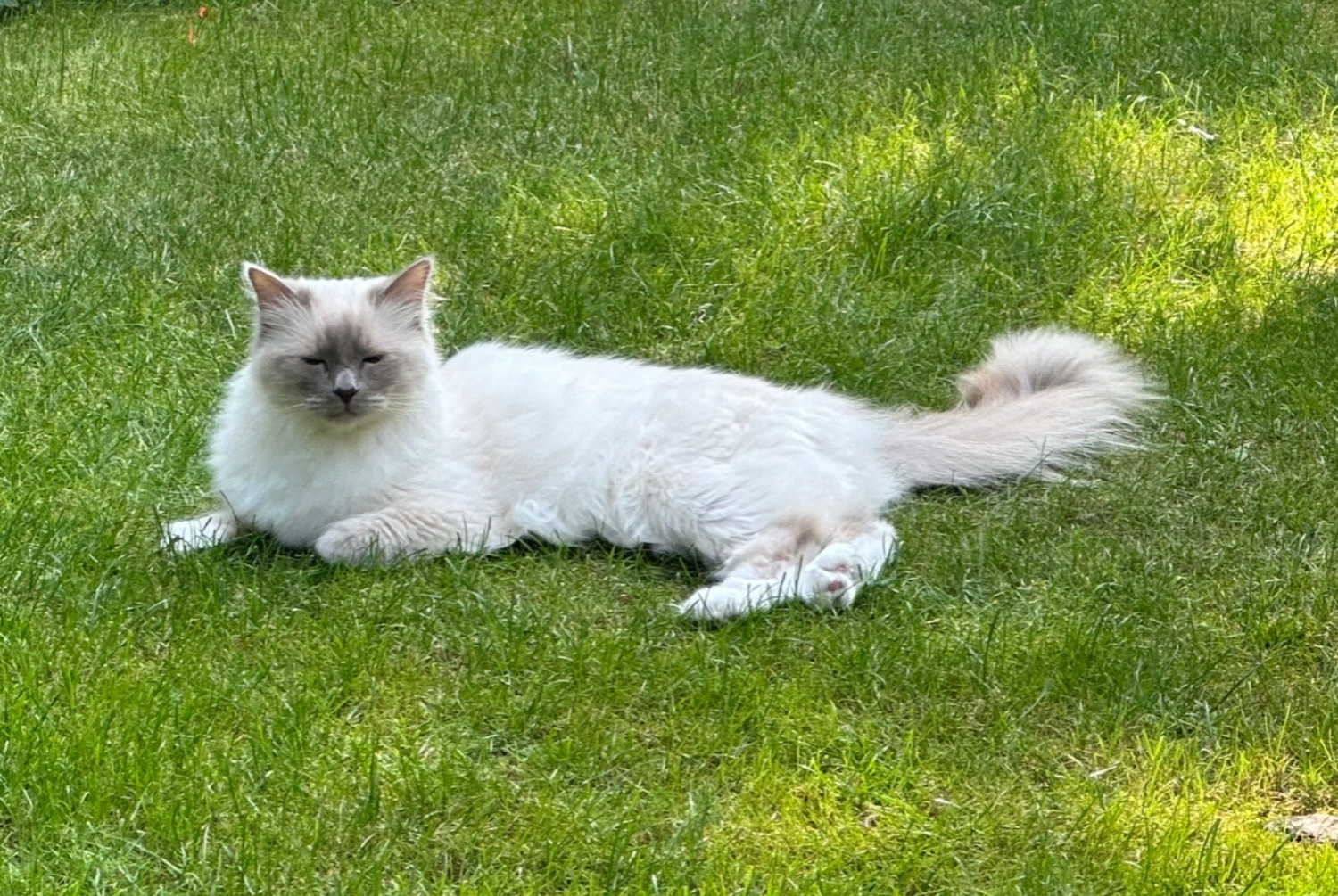 Alerte Disparition Chat  Mâle , 4 ans Rueil-Malmaison France
